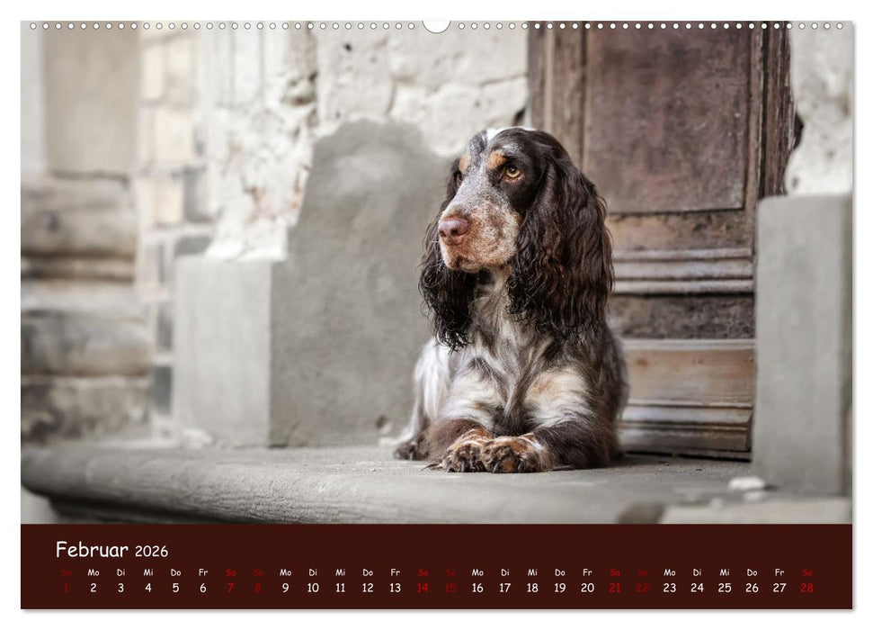 Englischer Cocker Spaniel (CALVENDO Premium Wandkalender 2026)