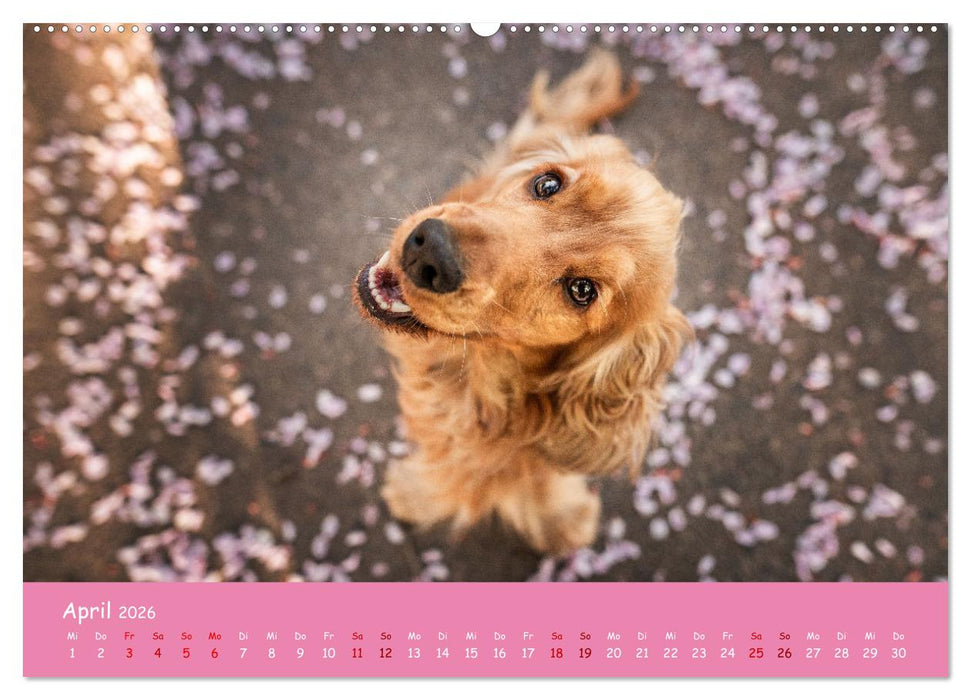 Englischer Cocker Spaniel (CALVENDO Premium Wandkalender 2026)