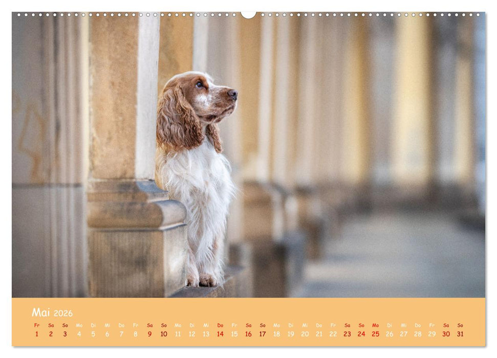 Englischer Cocker Spaniel (CALVENDO Premium Wandkalender 2026)