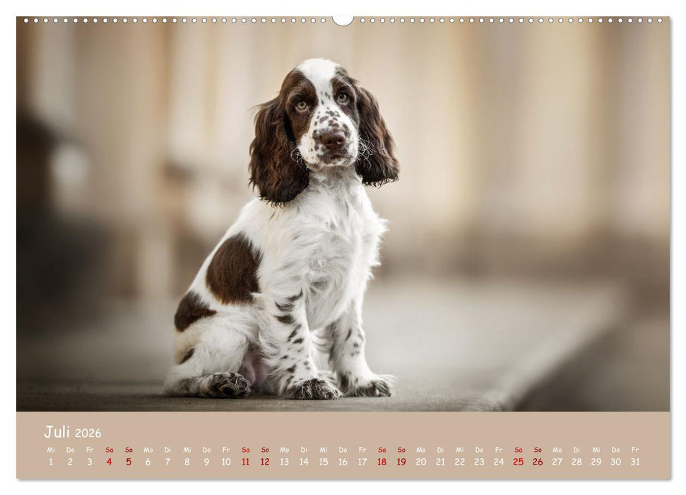 Englischer Cocker Spaniel (CALVENDO Premium Wandkalender 2026)