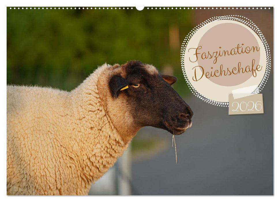 Faszination Deichschafe (CALVENDO Wandkalender 2026)