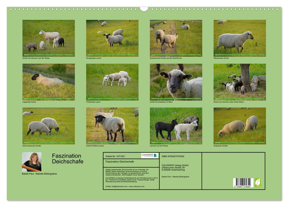 Faszination Deichschafe (CALVENDO Wandkalender 2026)