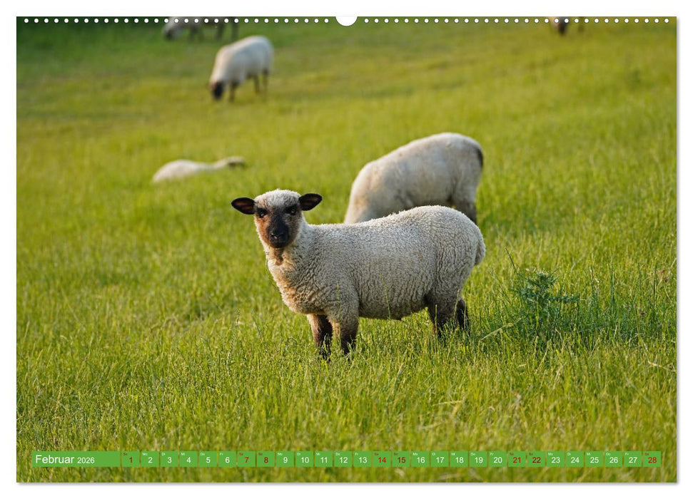 Faszination Deichschafe (CALVENDO Wandkalender 2026)
