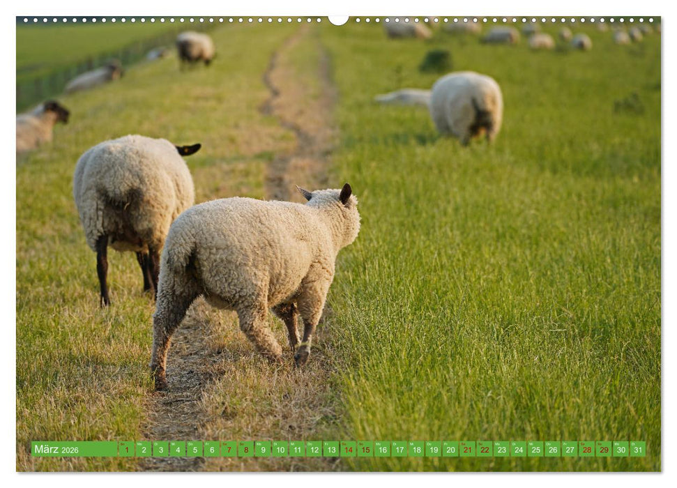 Faszination Deichschafe (CALVENDO Wandkalender 2026)