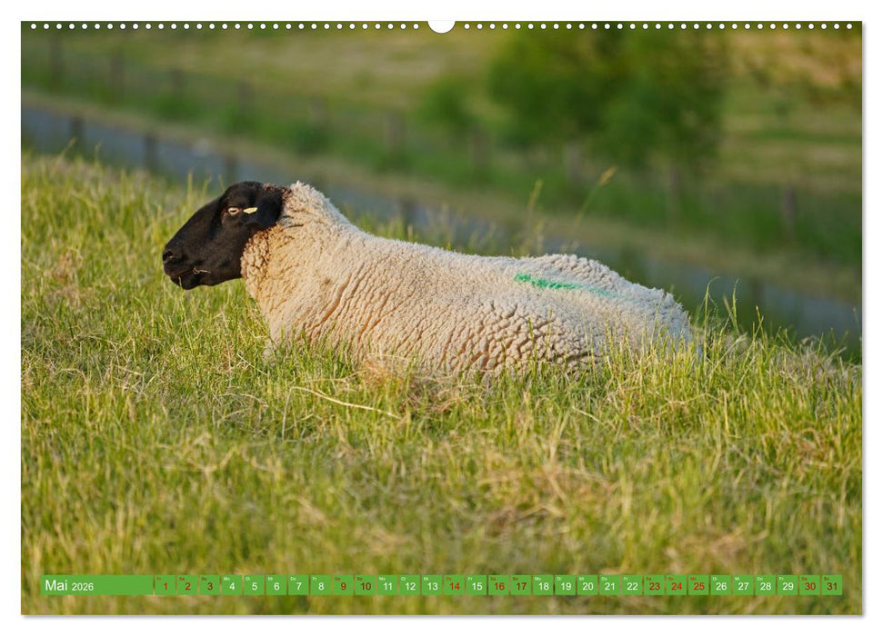 Faszination Deichschafe (CALVENDO Wandkalender 2026)