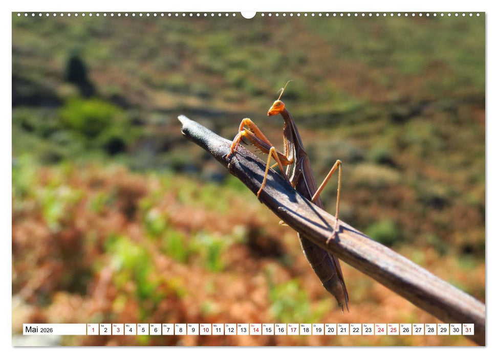 Urlaub Freiheit Korsika - fabelhafte Eindrücke der Mittelmeerinsel (CALVENDO Wandkalender 2026)