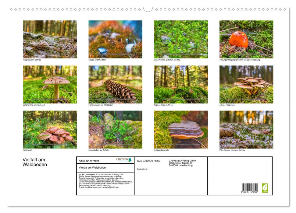 Vielfalt am Waldboden (CALVENDO Wandkalender 2026)