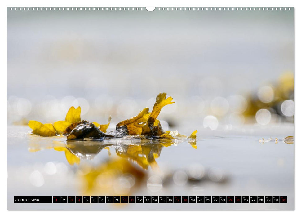 Strandobjekte (CALVENDO Wandkalender 2026)