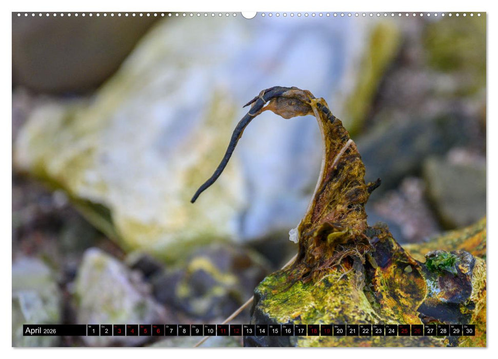 Strandobjekte (CALVENDO Wandkalender 2026)