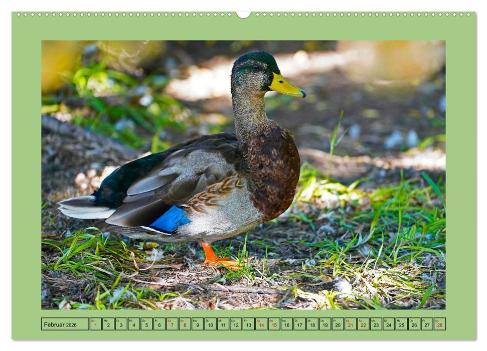 Faszination Stadtpark Odense (CALVENDO Wandkalender 2026)