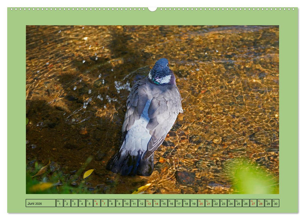 Faszination Stadtpark Odense (CALVENDO Wandkalender 2026)