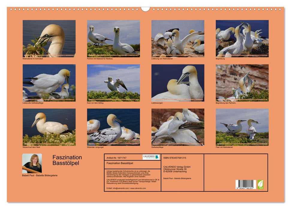 Faszination Basstölpel (CALVENDO Wandkalender 2026)