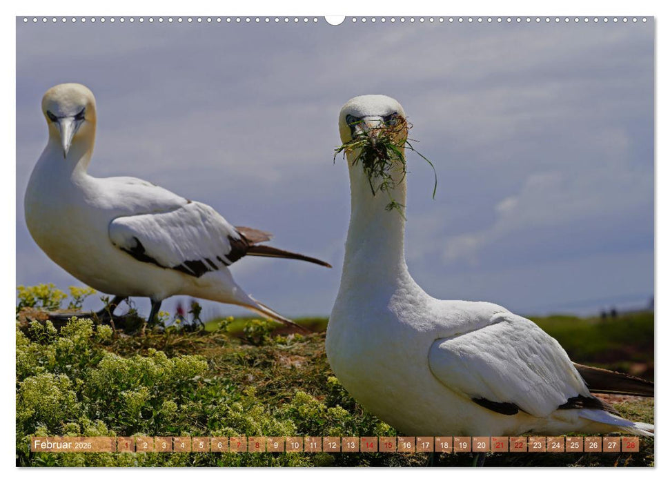 Faszination Basstölpel (CALVENDO Wandkalender 2026)