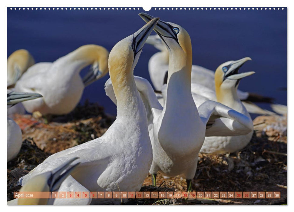 Faszination Basstölpel (CALVENDO Wandkalender 2026)