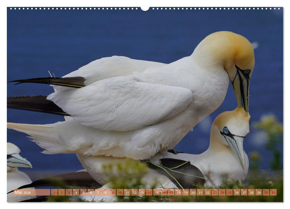 Faszination Basstölpel (CALVENDO Wandkalender 2026)