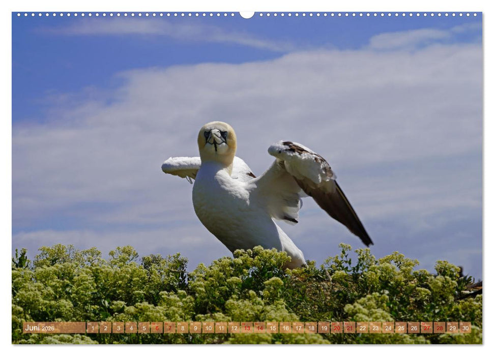 Faszination Basstölpel (CALVENDO Wandkalender 2026)