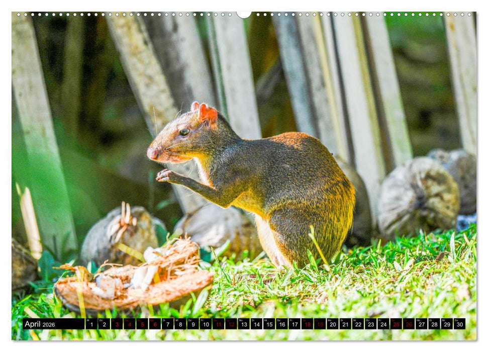 Tropisches Leben Ein Paradies des Lebens und der Farben (CALVENDO Wandkalender 2026)