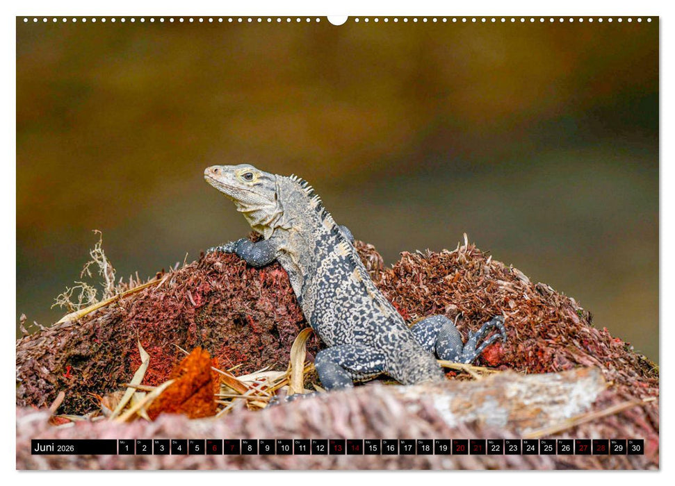 Tropisches Leben Ein Paradies des Lebens und der Farben (CALVENDO Wandkalender 2026)