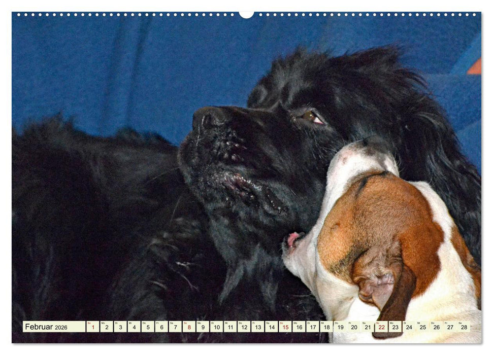 Ein ungleiches Paar aber "ziemlich beste Freunde" (CALVENDO Wandkalender 2026)