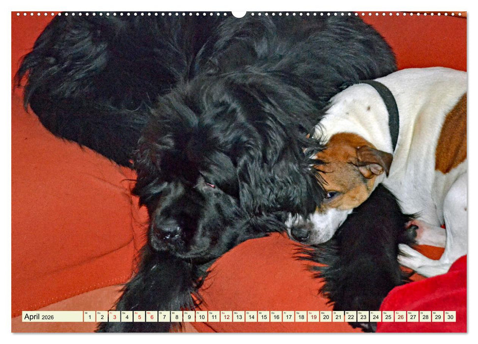 Ein ungleiches Paar aber "ziemlich beste Freunde" (CALVENDO Wandkalender 2026)