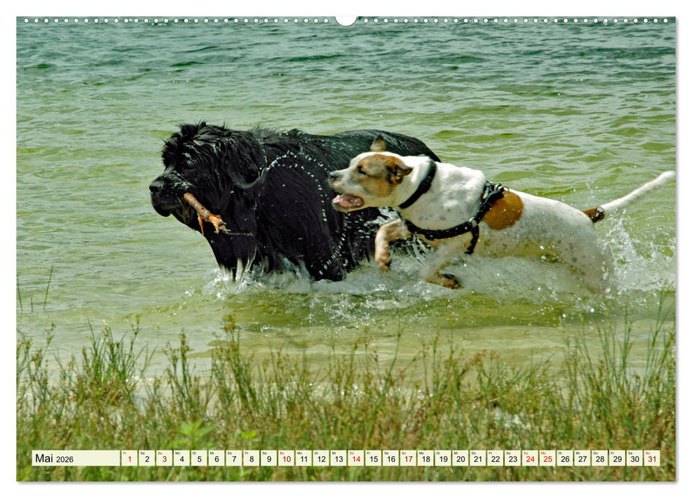 Ein ungleiches Paar aber "ziemlich beste Freunde" (CALVENDO Wandkalender 2026)