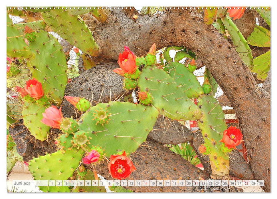 Die Insel Cres - Raue Schönheit in Kroatien (CALVENDO Premium Wandkalender 2026)