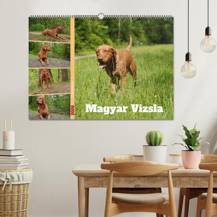 Faszination Magyar Vizsla (CALVENDO Wandkalender 2026)