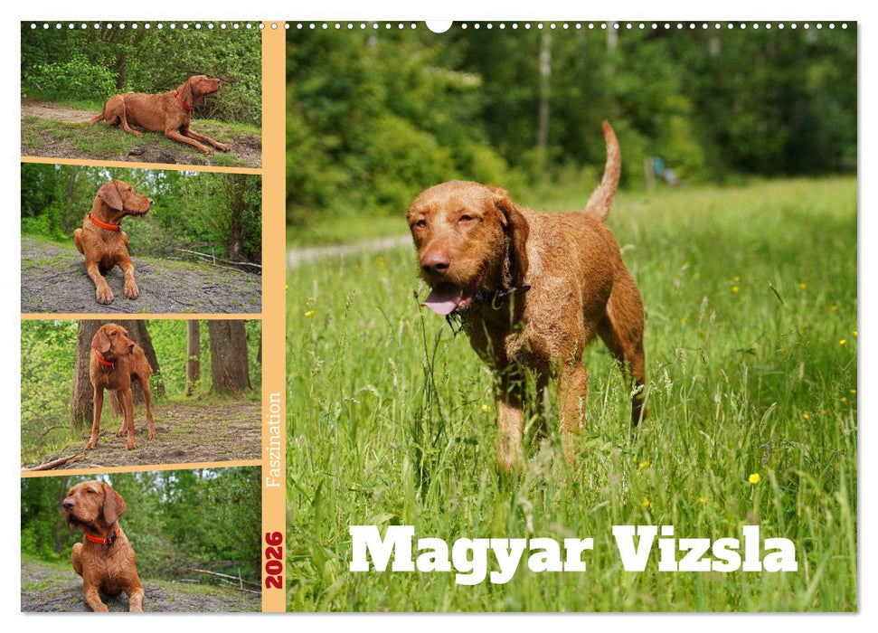 Faszination Magyar Vizsla (CALVENDO Wandkalender 2026)