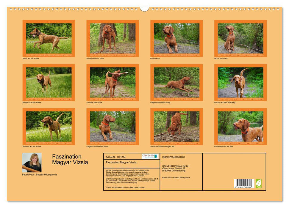 Faszination Magyar Vizsla (CALVENDO Wandkalender 2026)