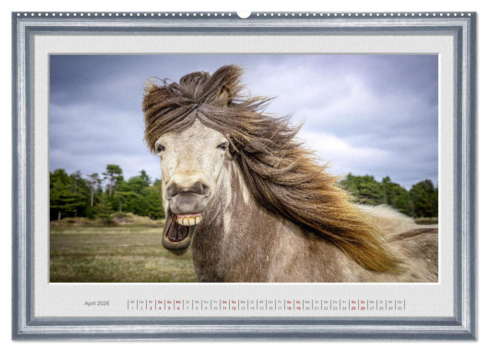 Ich bin ein Isländer (CALVENDO Wandkalender 2026)