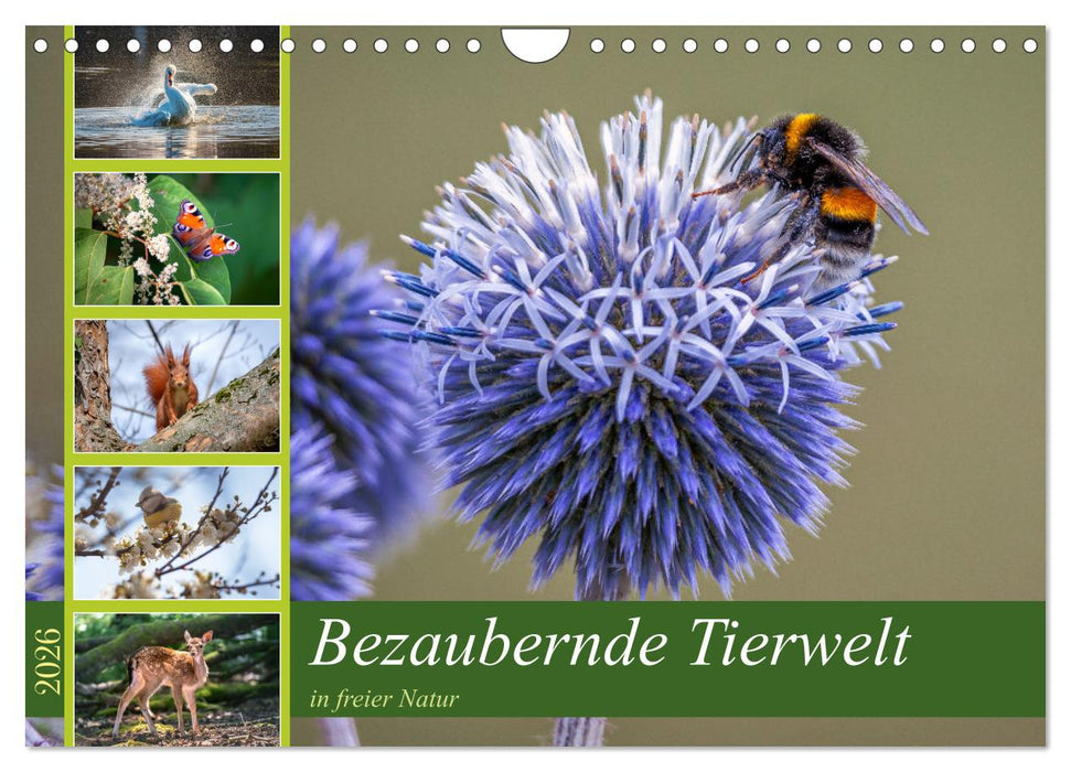 Bezaubernde Tierwelt in freier Natur (CALVENDO Wandkalender 2026)