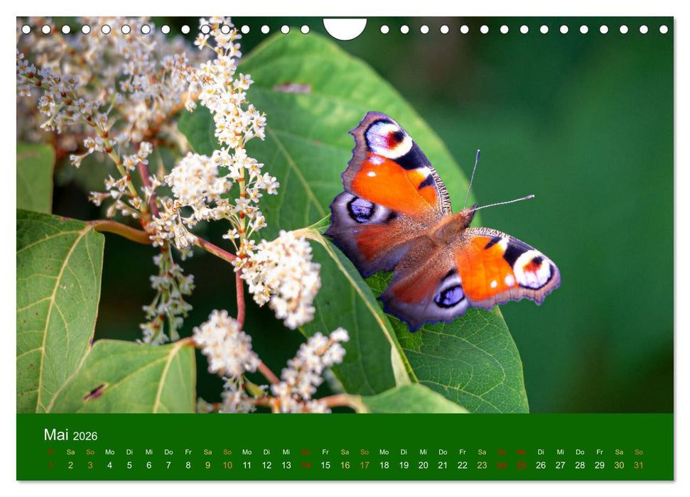 Bezaubernde Tierwelt in freier Natur (CALVENDO Wandkalender 2026)