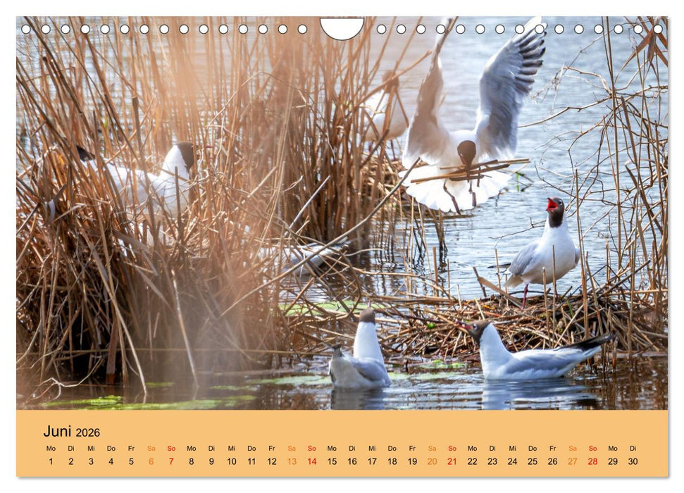 Bezaubernde Tierwelt in freier Natur (CALVENDO Wandkalender 2026)