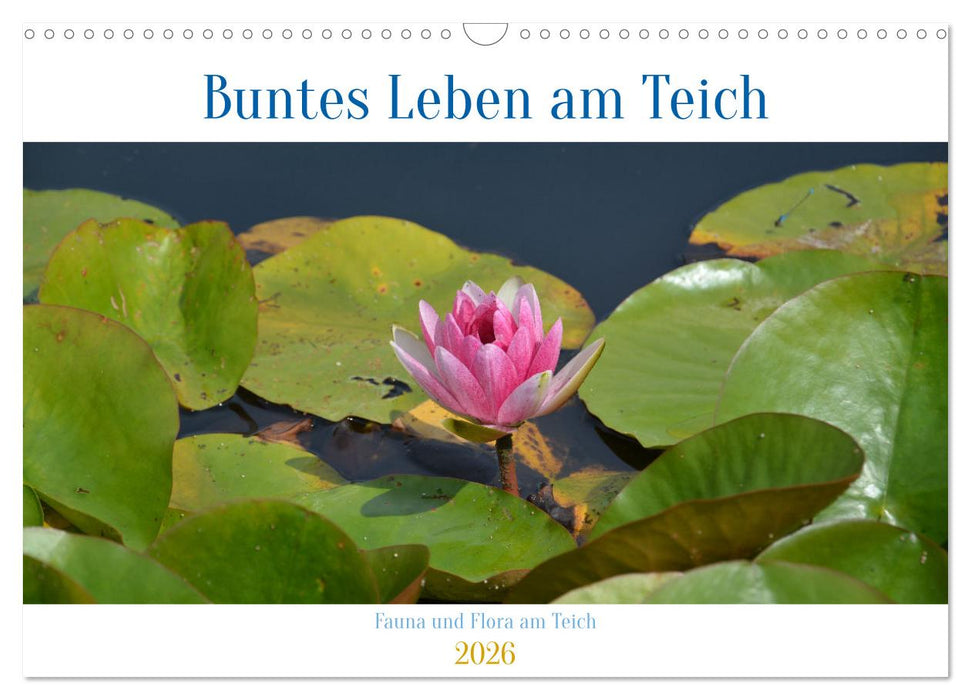Buntes Leben am Teich (CALVENDO Wandkalender 2026)