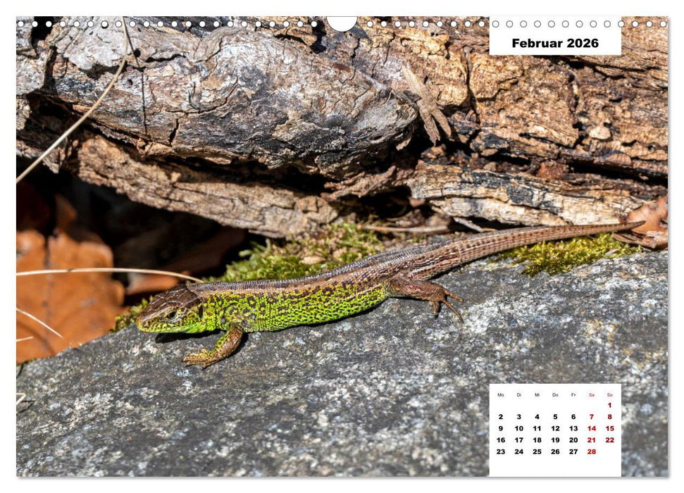 Buntes Leben am Teich (CALVENDO Wandkalender 2026)