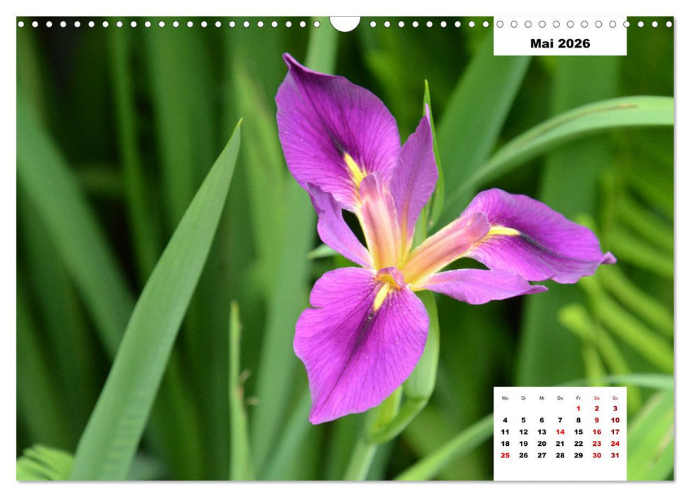 Buntes Leben am Teich (CALVENDO Wandkalender 2026)