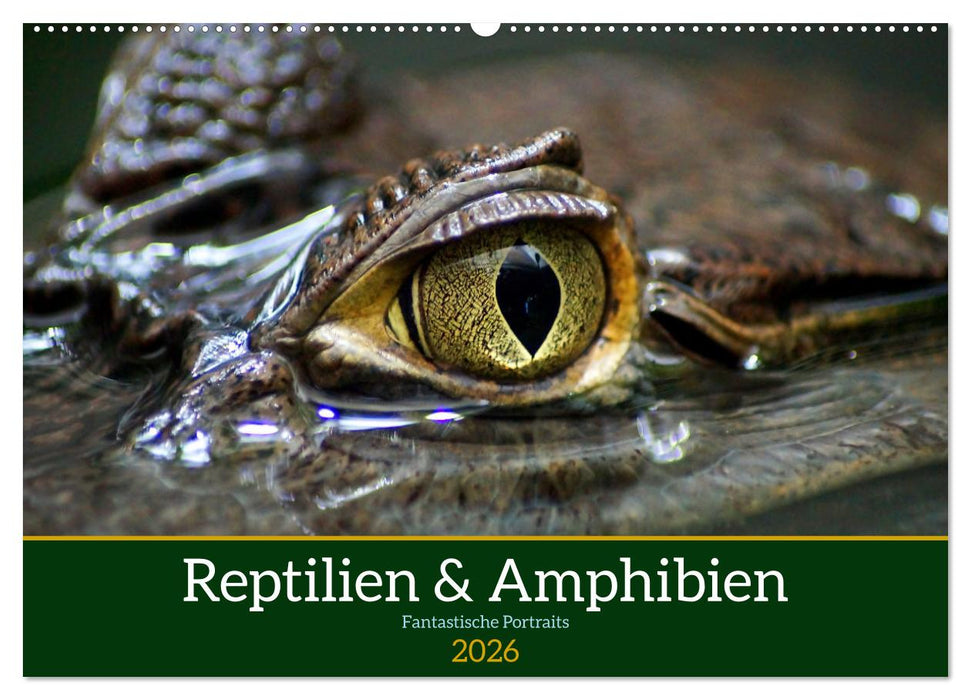 Reptilien & Amphibien Portraits (CALVENDO Wandkalender 2026)
