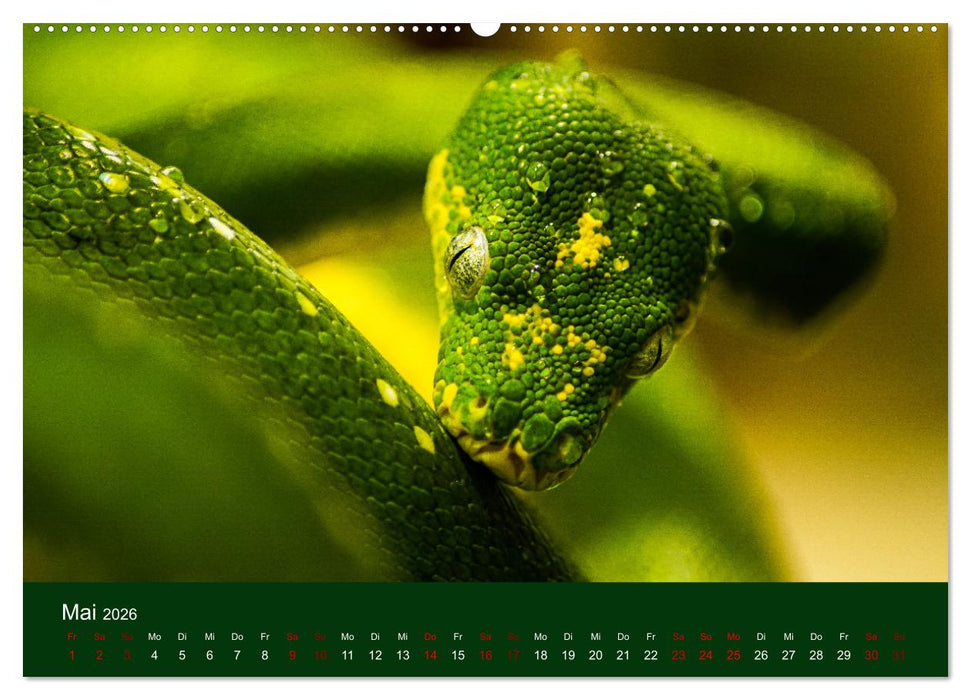 Reptilien & Amphibien Portraits (CALVENDO Wandkalender 2026)