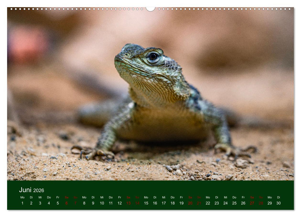 Reptilien & Amphibien Portraits (CALVENDO Wandkalender 2026)