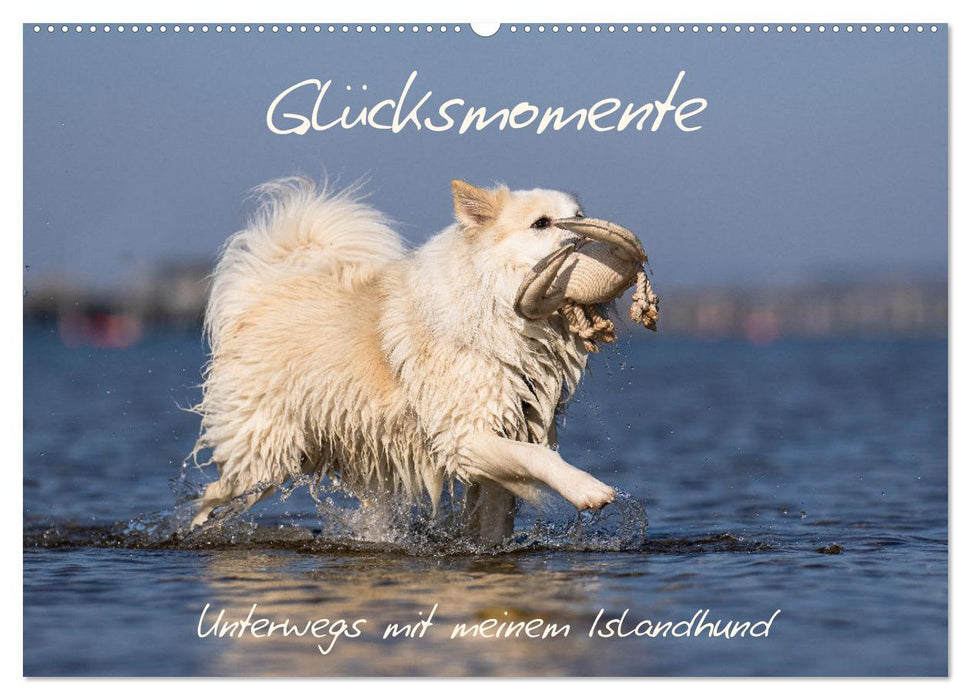 Glücksmomente - Unterwegs mit meinem Islandhund (CALVENDO Wandkalender 2026)