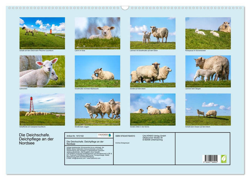 Die Deichschafe. Deichpflege an der Nordsee (CALVENDO Wandkalender 2026)