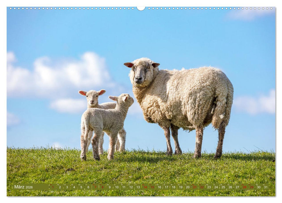 Die Deichschafe. Deichpflege an der Nordsee (CALVENDO Wandkalender 2026)