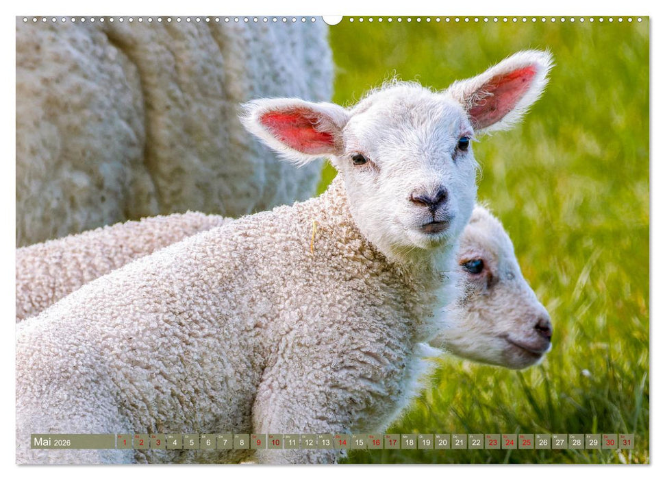 Die Deichschafe. Deichpflege an der Nordsee (CALVENDO Wandkalender 2026)