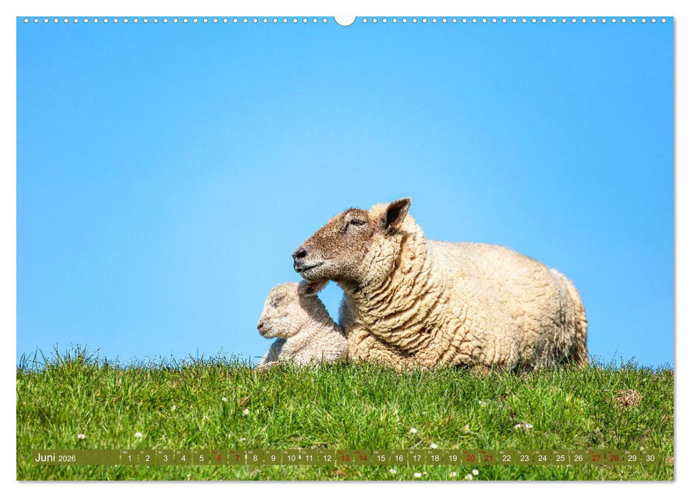 Die Deichschafe. Deichpflege an der Nordsee (CALVENDO Wandkalender 2026)