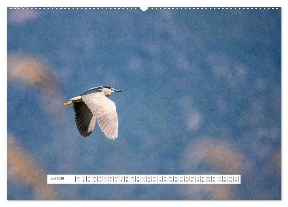 Grünes Griechenland (CALVENDO Wandkalender 2026)