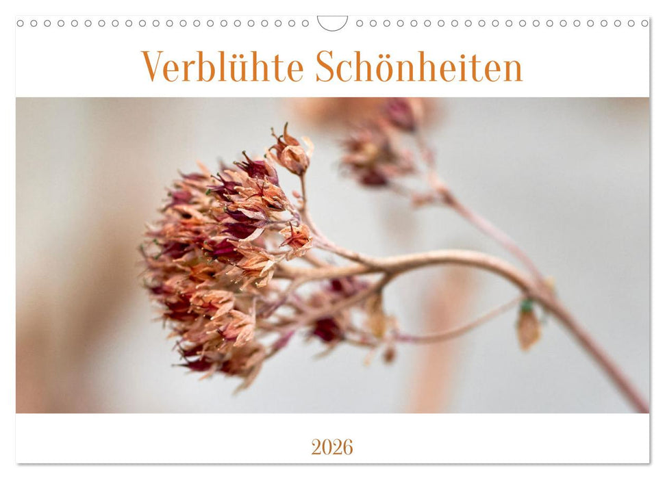 Verblühte Schönheiten (CALVENDO Wandkalender 2026)