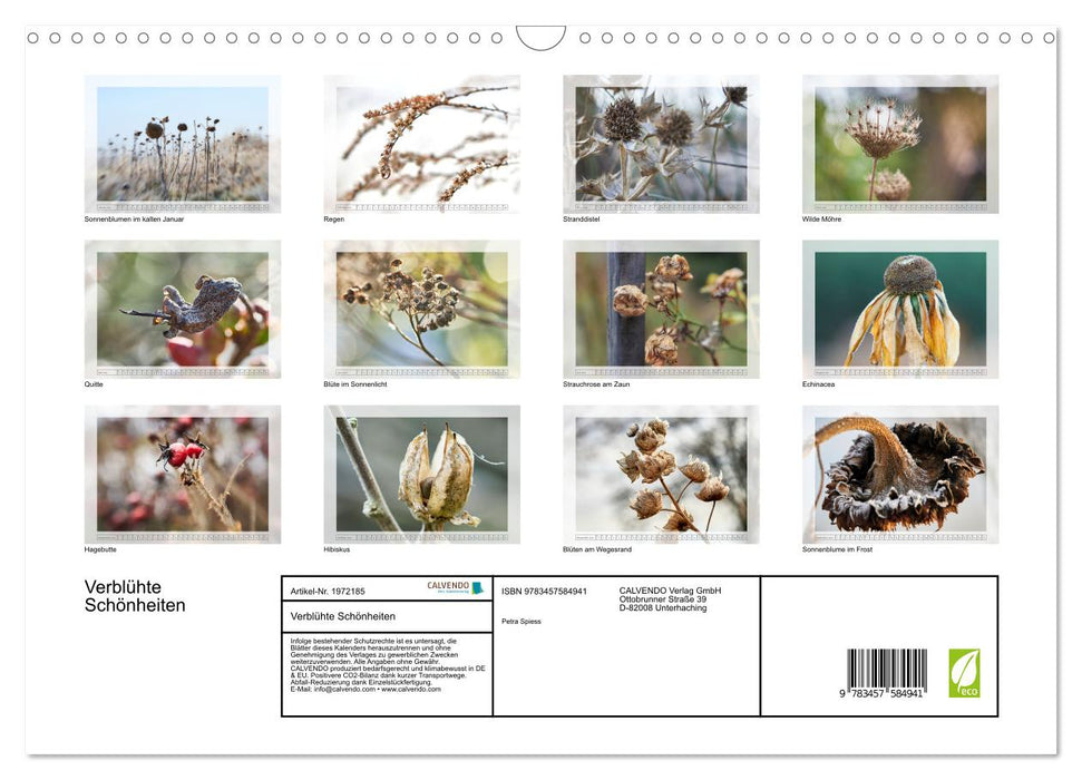 Verblühte Schönheiten (CALVENDO Wandkalender 2026)