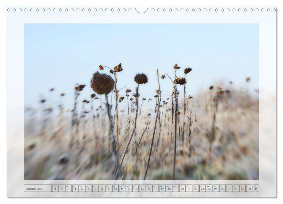 Verblühte Schönheiten (CALVENDO Wandkalender 2026)