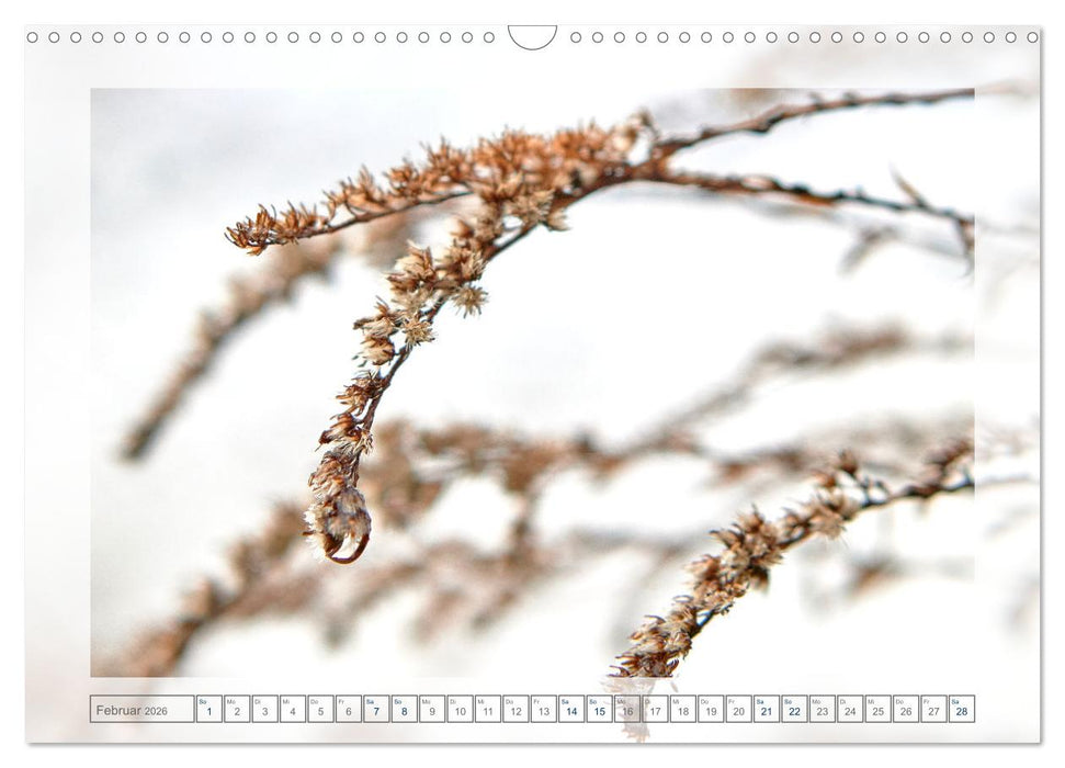 Verblühte Schönheiten (CALVENDO Wandkalender 2026)