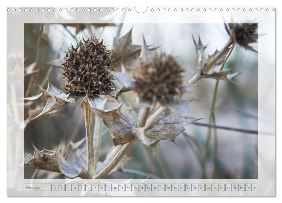 Verblühte Schönheiten (CALVENDO Wandkalender 2026)